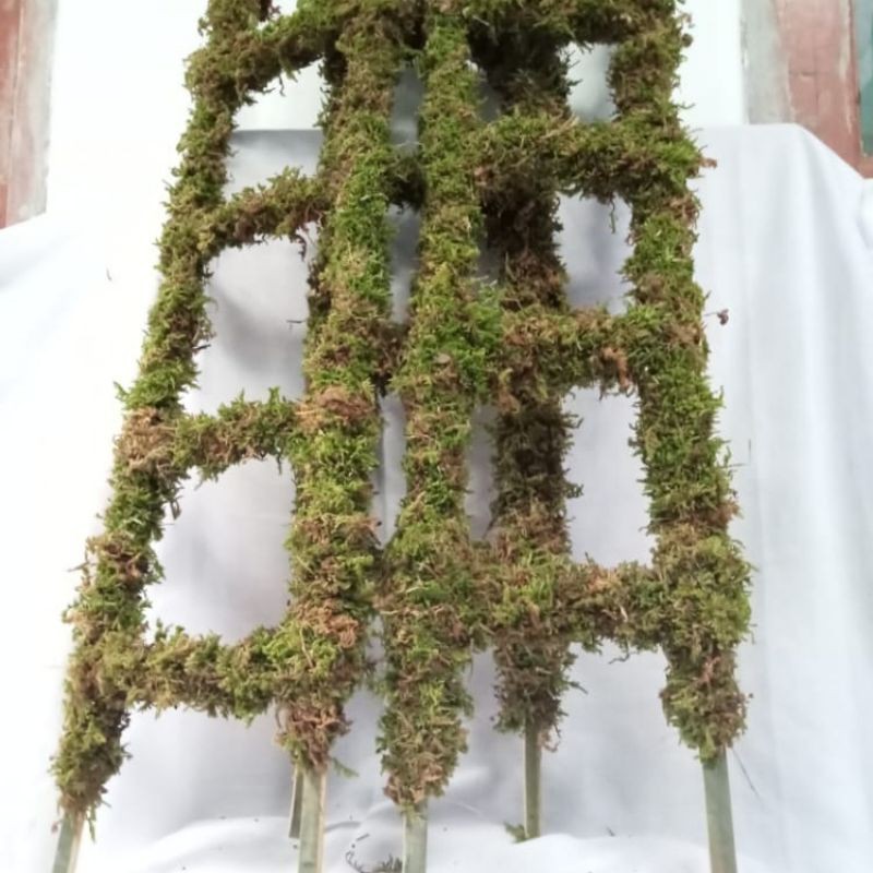 turus lumut bambu tangga 70 cm