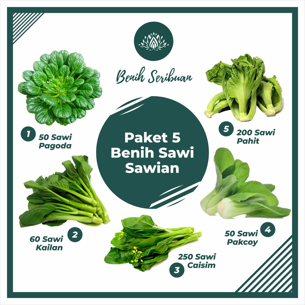 Bibit Sayuran Paket 5 Macam Benih Sawi Sawian Sayuran Unggul Sawi Caisim Pakcoy Pahit Kailan Pagoda