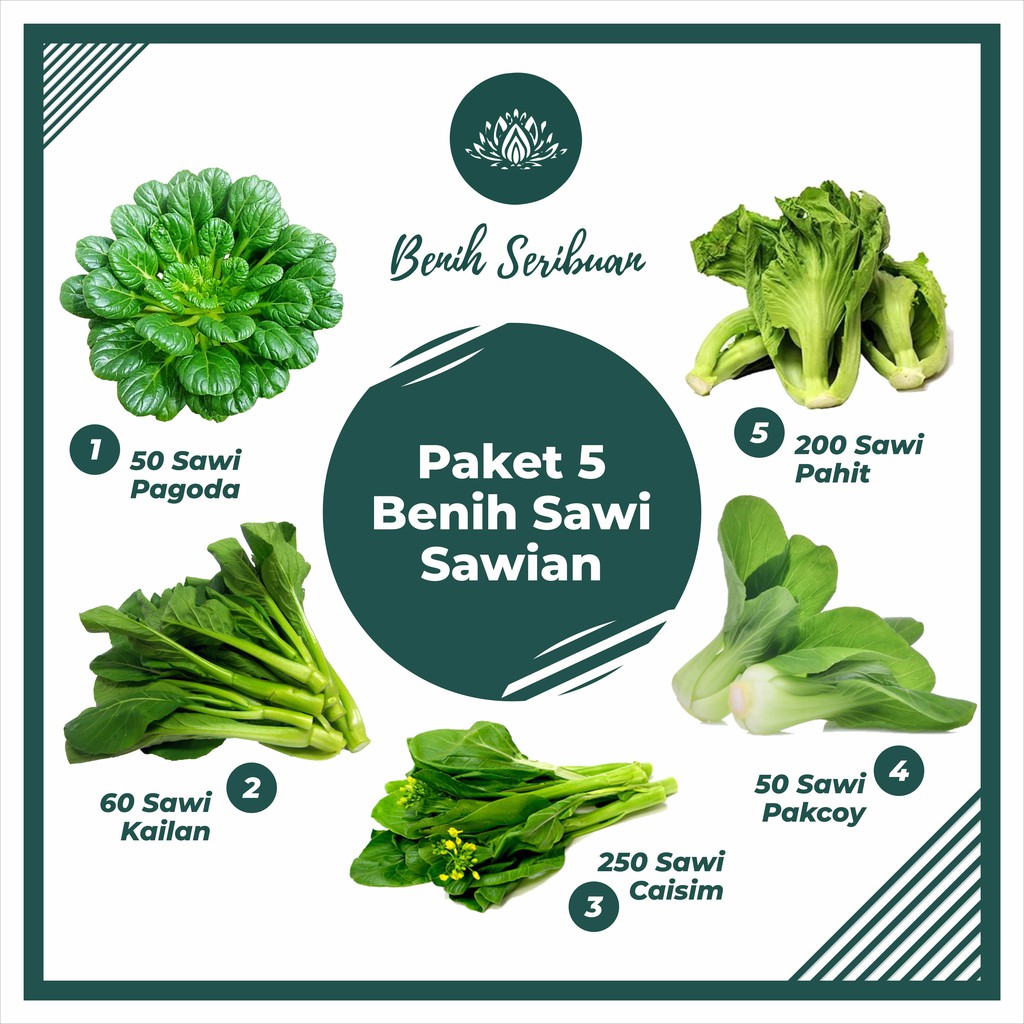 Jual Bibit Sayuran Paket Macam Benih Sawi Sawian Sayuran Unggul Sawi Caisim Pakcoy Pahit