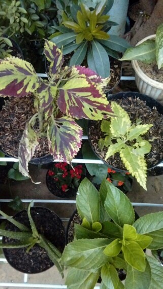 Tanaman Miana Keriting Hijau Kuning - Pohon Miana - Miana - Hiasan Rumah