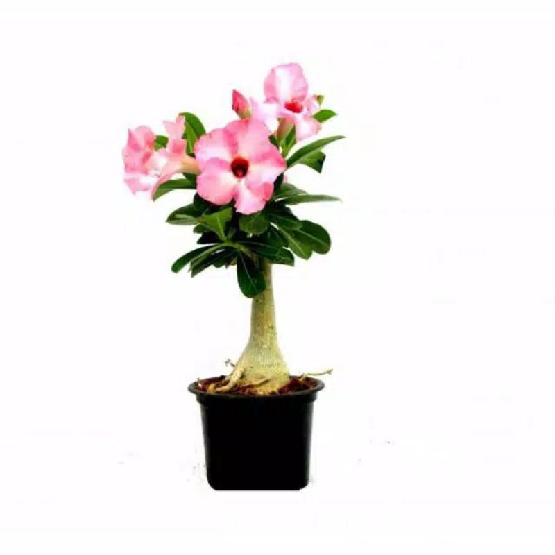 adenium-kamboja jepang-baby pink-bibit adenium kamboja jepang