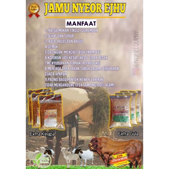 

nyeor ejhu jamu nafsu makan/penggemukan/sapi/kambing