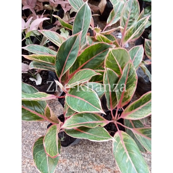 aglonema lipstik klasik/siam aurora pink