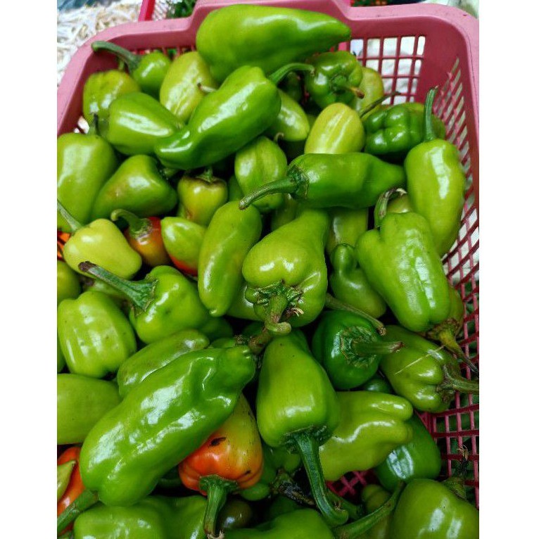 

Cabe Besar Kalimantan Cabai Hijau Besar Fresh / Cabe Besar Hijau Pontianak / Thai Hiam Ciau