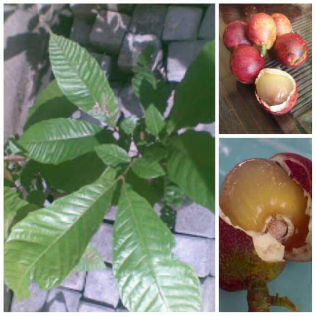 Bibit buah matoa super