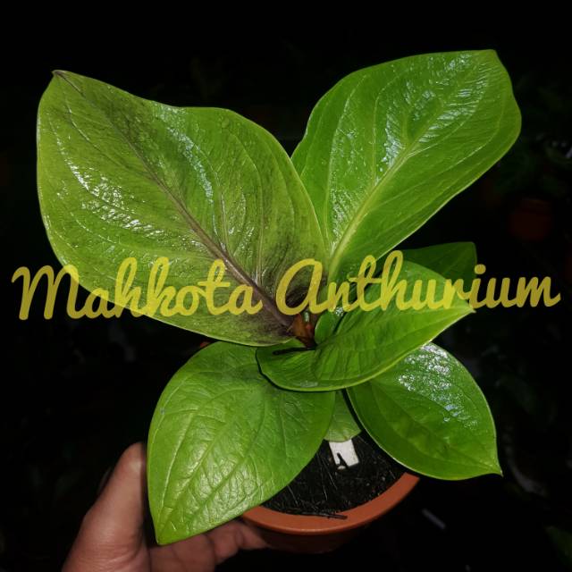 Anthurium jemani cobra karakter