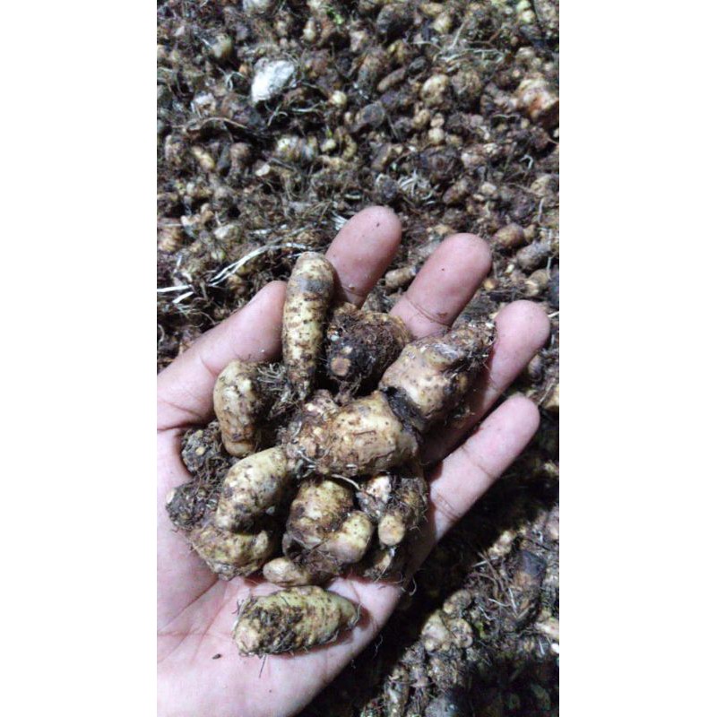 

umbi keladi murah per Kg(1000g)