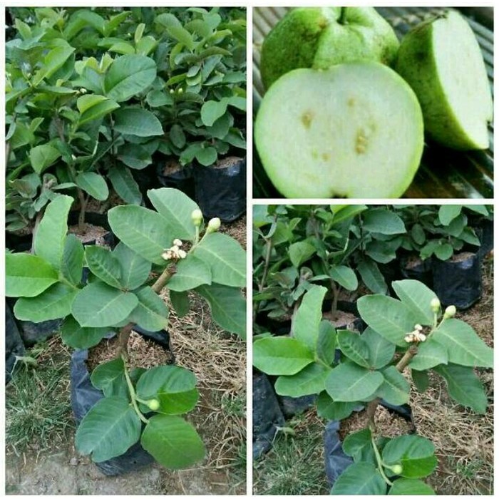 Bibit Jambu Sukun Putih Thailand