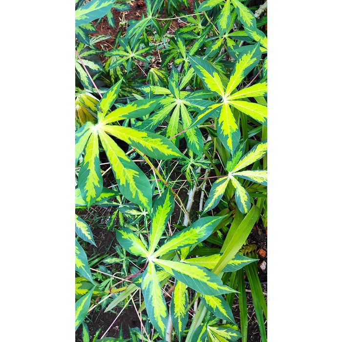 Stek Batang Singkong Variegata - Batang Pohon Singkong Varigata - Bibit singkong Variegata Varigata