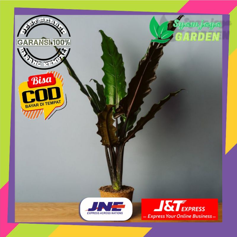 TANAMAN HIAS black sipit/keris papua