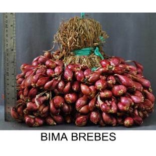 Bibit bawang merah asli brebes Bima 50 kg