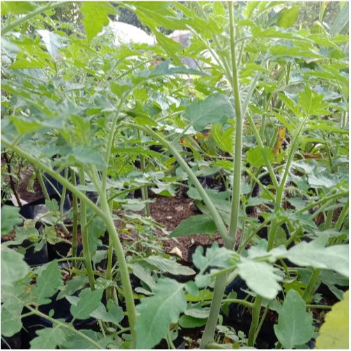 Bibit Pohon Tomat / Tanaman Tomat / Pohon Tomat