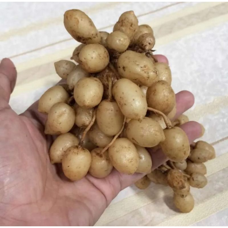 

Temu Putih / Kunyit Putih Segar Berat 1 Kg