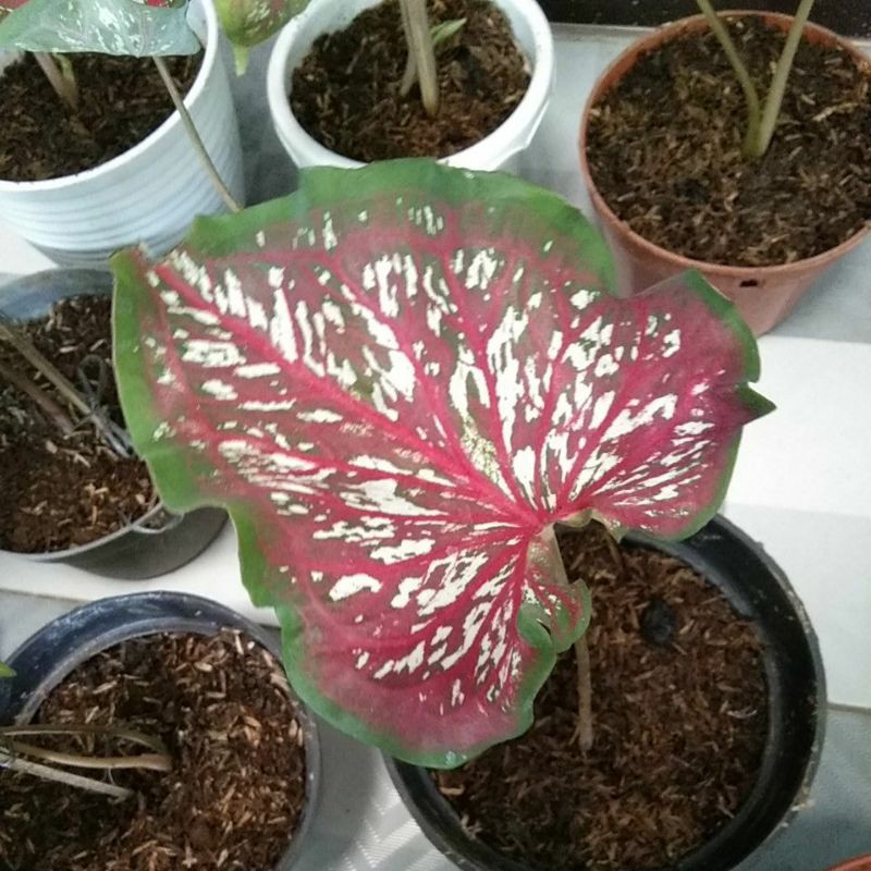 Tanaman Hias Caladium Worton