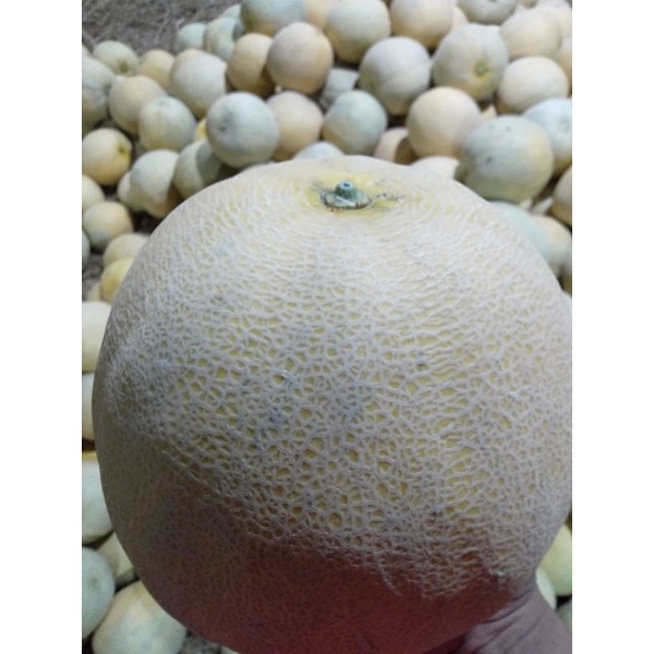 

melon madu 2 kilo super