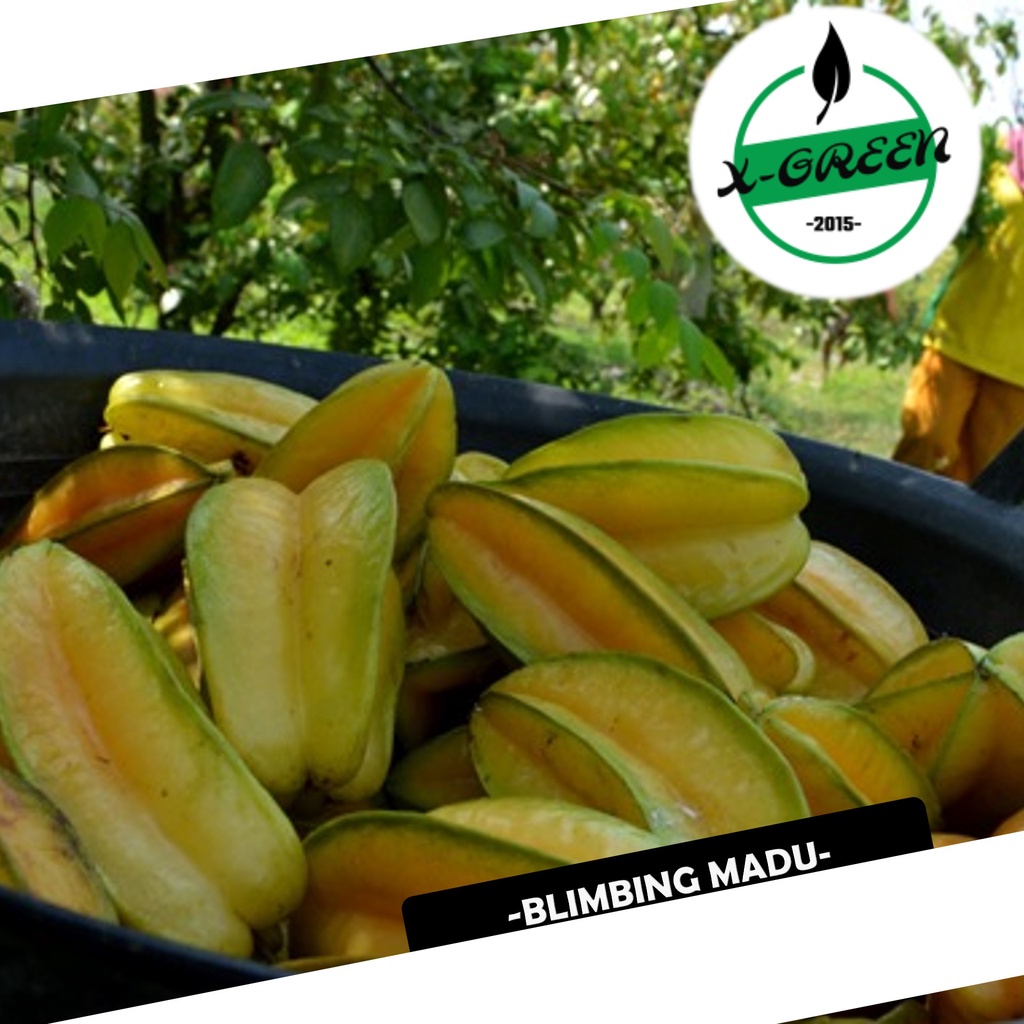 Pohon Buah Blimbing Madu - (X-Green)