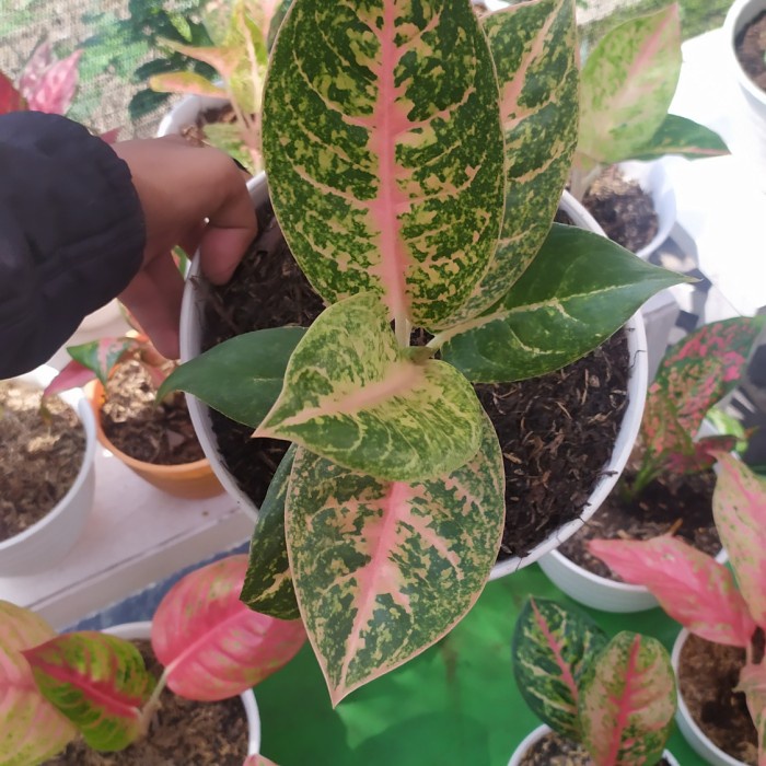 Aglonema Harley Queen