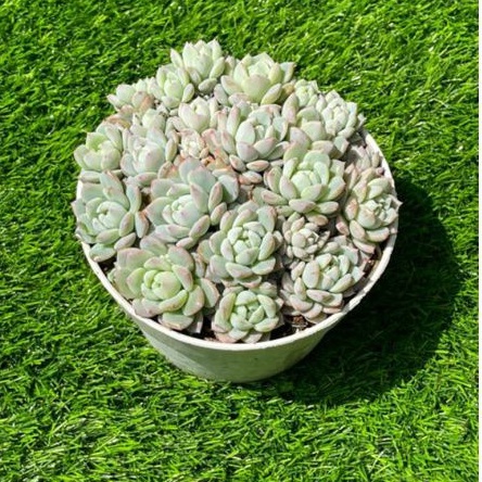 Sukulen Paket Echeveria Prolifica + Pot 15cm