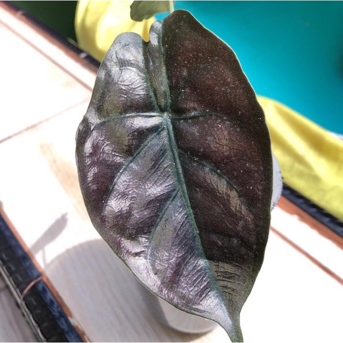 PROMO TERBATAS- Tanaman hias Alocasia Infernalis 2 Daun anakan dan bonggol