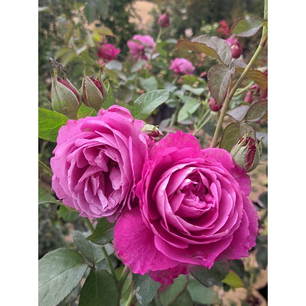 mawar claude brasseur harum (Indukan)