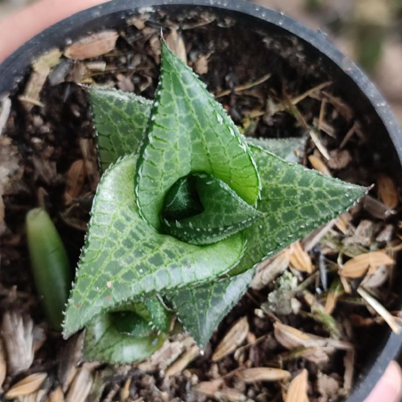 Sukulen Haworthia tessellata murah/ Haworthia murah