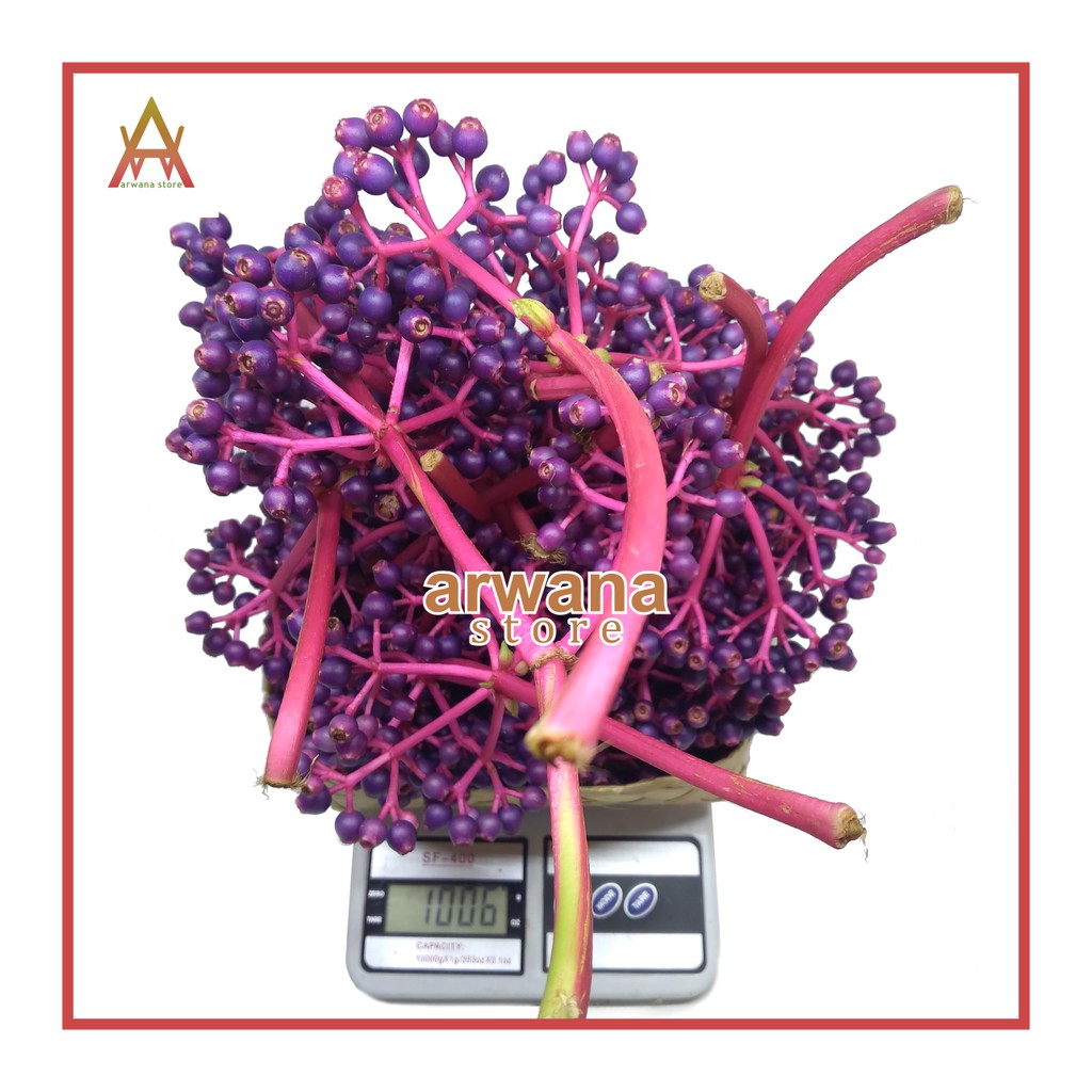 

PAKET HEMAT 1 KG PARIJOTO ASLI MURIA