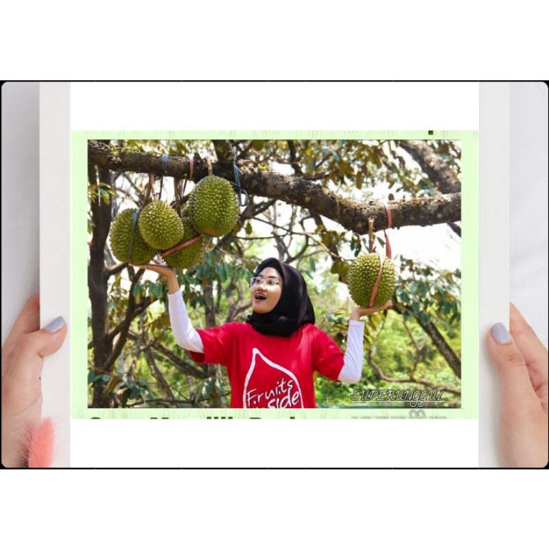 Promo Satu paket Isi 3 Pohon Durian