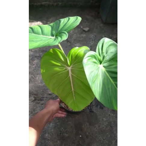 pilodendron mecdowel