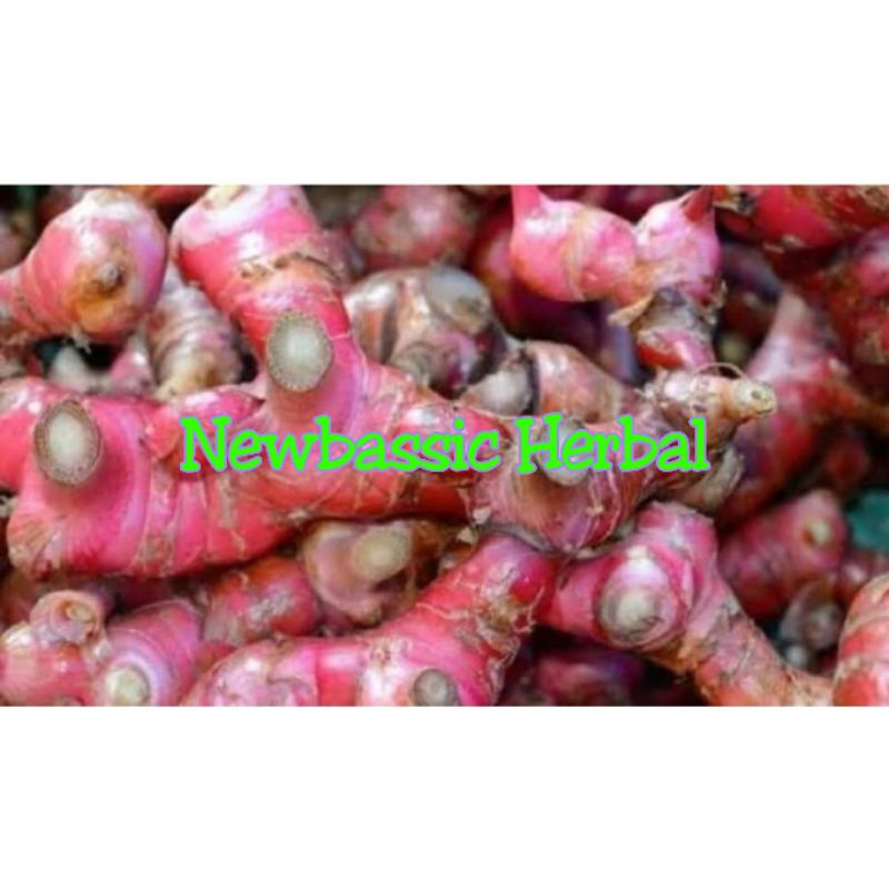

jahe merah 500 gram