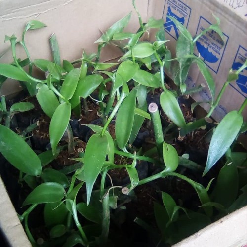 Bibit Vanili Planifolia