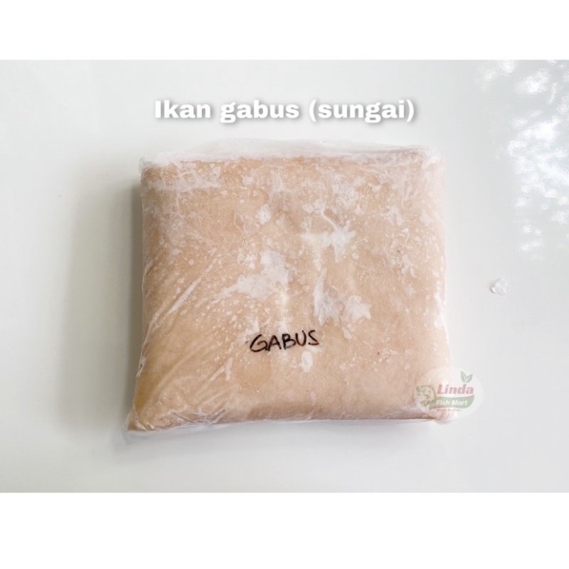 

IKAN GABUS Sungai air tawar