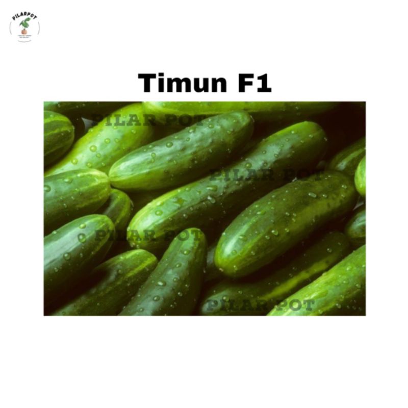 Benih bibit TIMUN F1 SPRING SWALLOW known you seed - KYS TIMUN SPRING SWALLOW