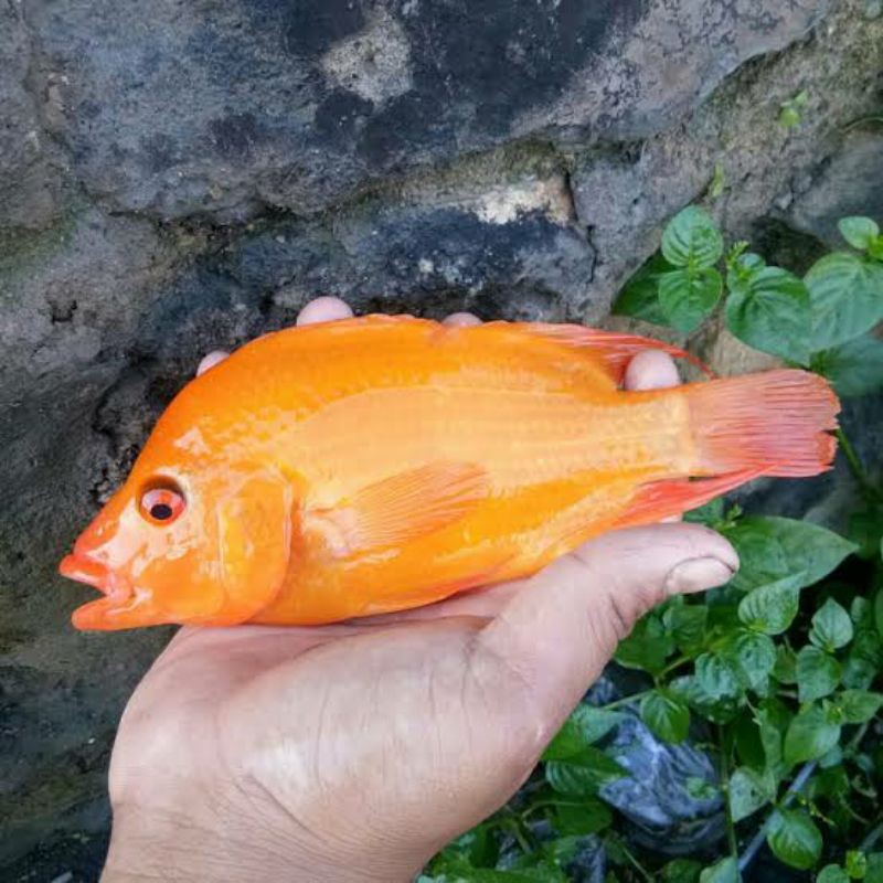 Terlaris Ikan Hias Red Devil Tankmate Arowana Louhan Dll Bisa Dikirim Hewan Peliharaan 804094571