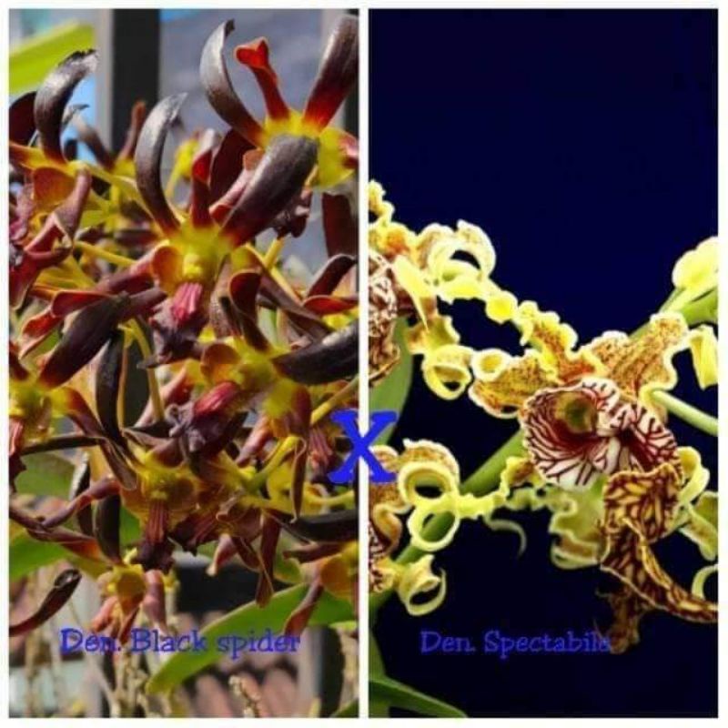 dendrobium blackspider x spectabile