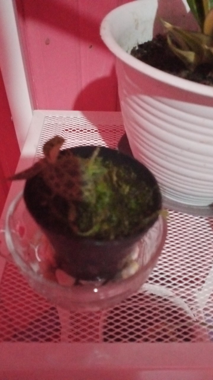 Jewel Orchid Nephelaphyllum Red Promo Bonus Pot