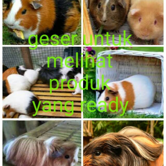 Marmut Hias Guinea Pig Shopee Indonesia