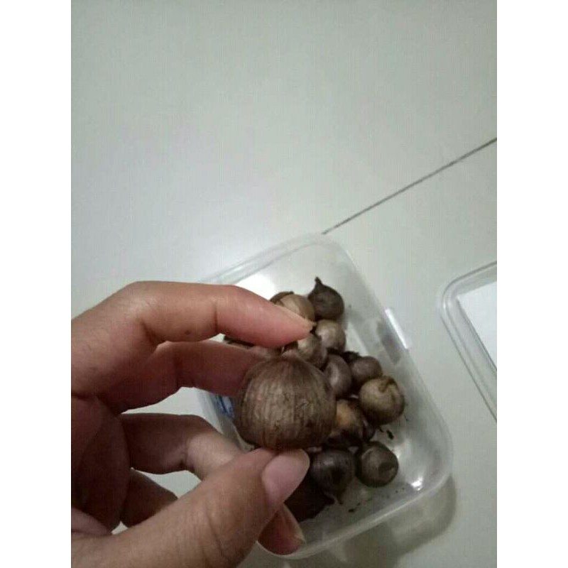 

Bawang hitam lanang tunggal