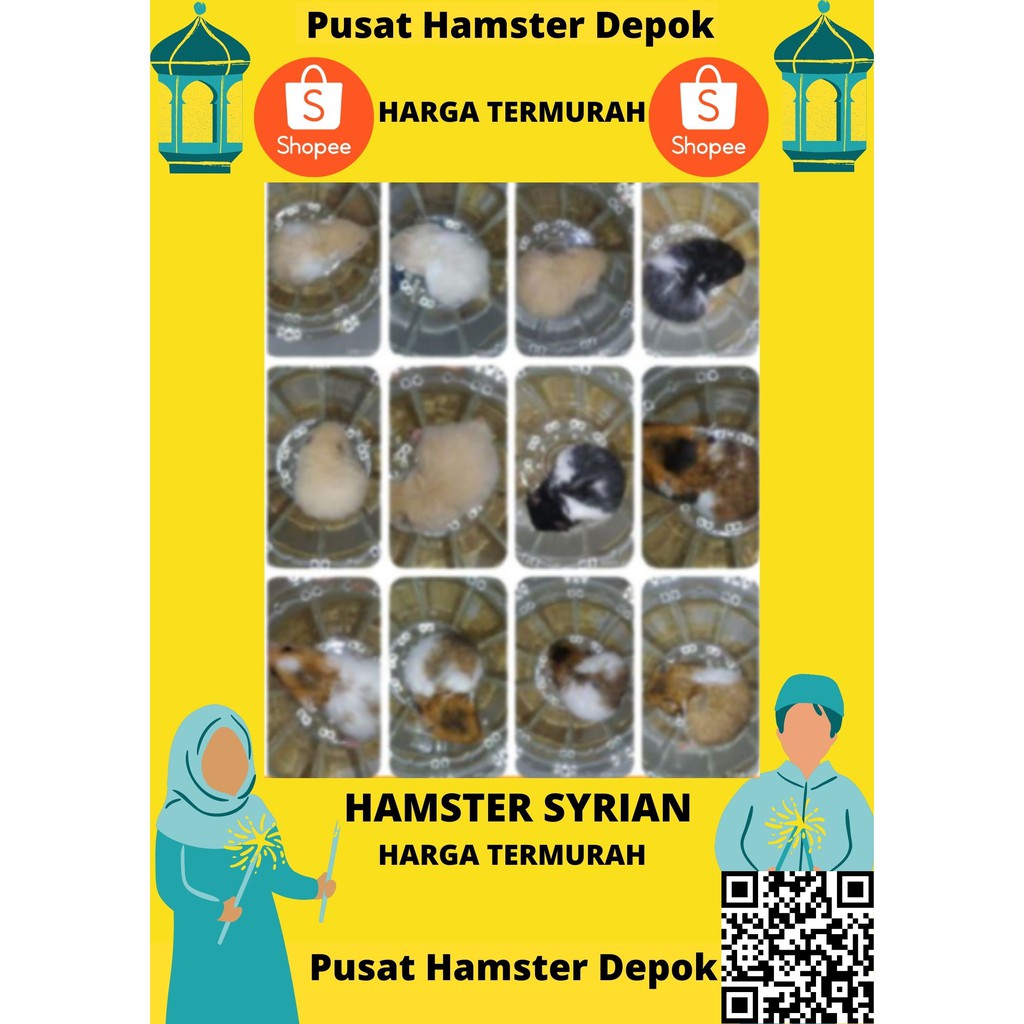 Anakan Hamster Syrian