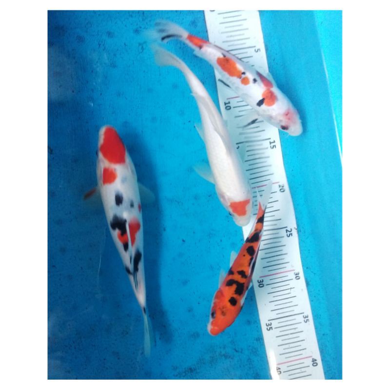Paket Ikan Koi Tancho Sanke Maruten Doitsu