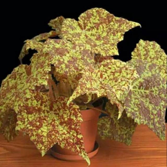 Begonia Marmaduke/ Toko Tanaman Hias Murah Bandung.