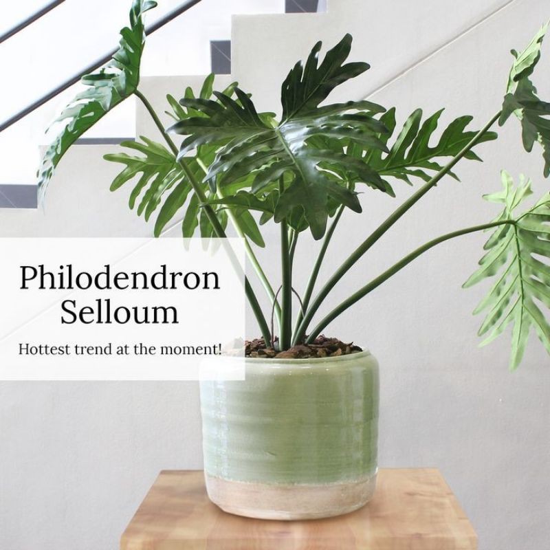 PROMO!! Tanaman Hias Philodendron - Philodendron Selloum - Philo Selloum - Philo Jari - Monstera