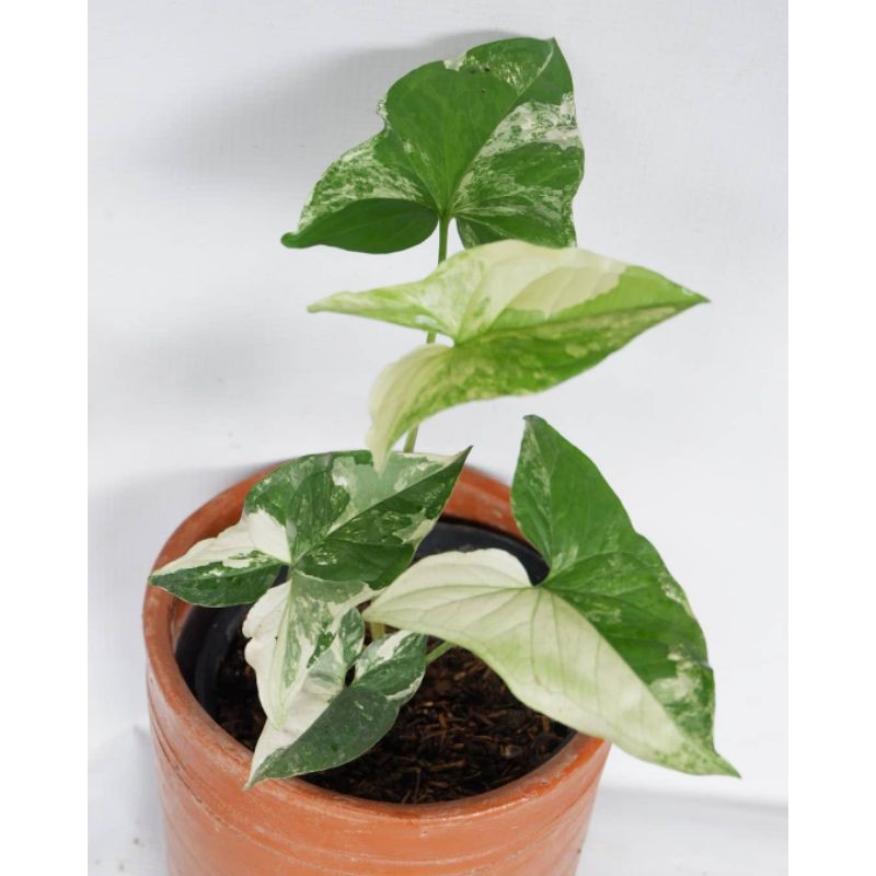 Tanaman hias sygonium albo varigata