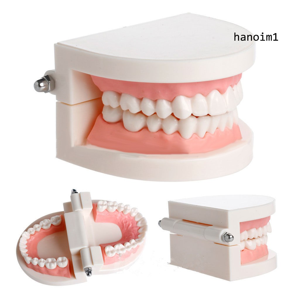 KQ_Dental Study Teaching Teeth Model Oral Care Tooth Education Dentist Equipment