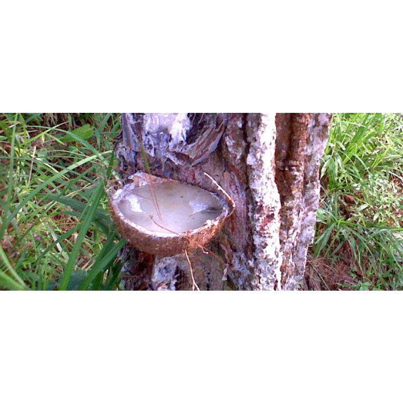 Resin Getah pinus/untuk lebah trigona