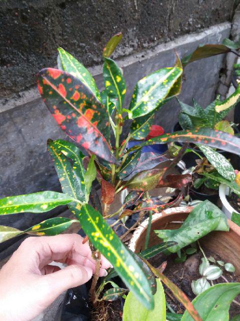 Tanaman hias puring cabe Shopee Indonesia Tanaman hias puring cabe Shopee Indonesia