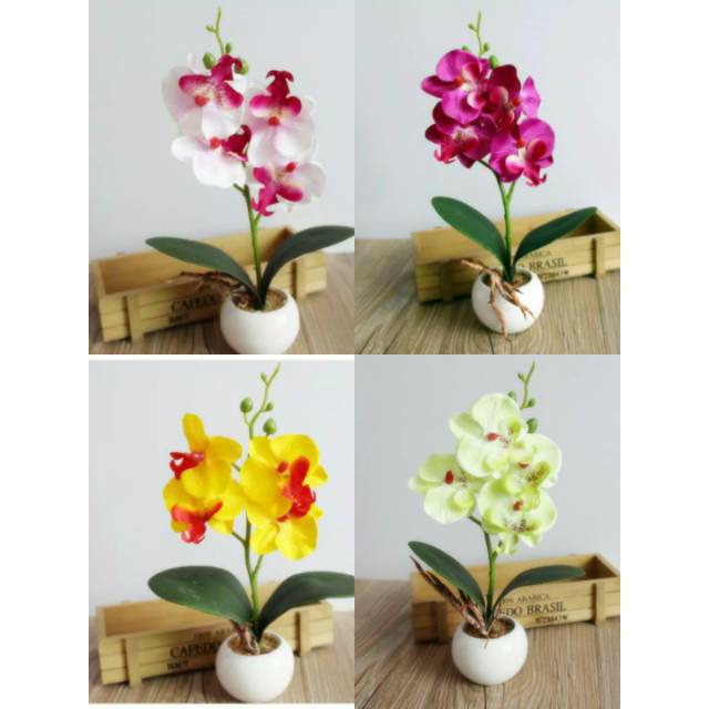 ANGGREK BULAN POT BULAT