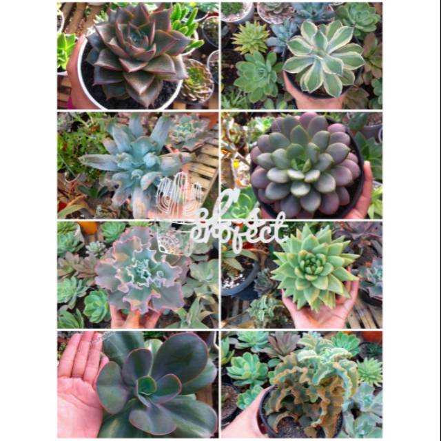 Paket 3 succulent jumbo / RANDOM SUCCULENT / sukulen dan pot / sukulen besar / tanaman hias