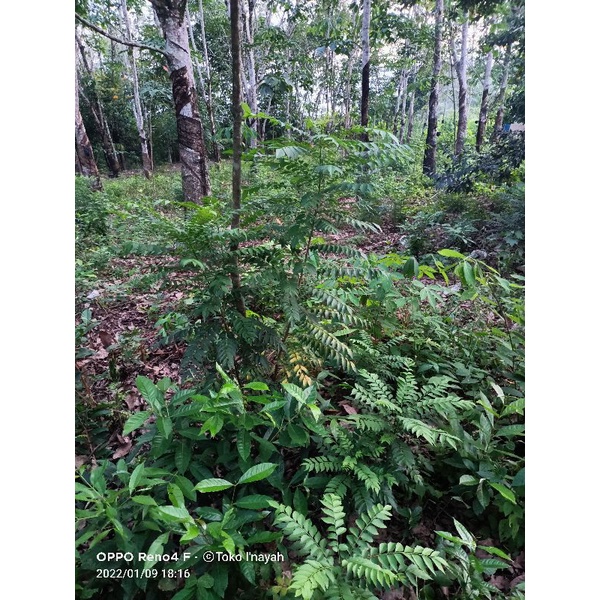

daun kari segar