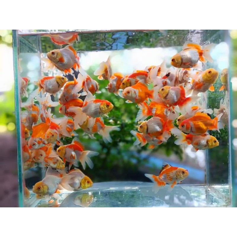 ikan maskoki Oranda Rw Real Pict