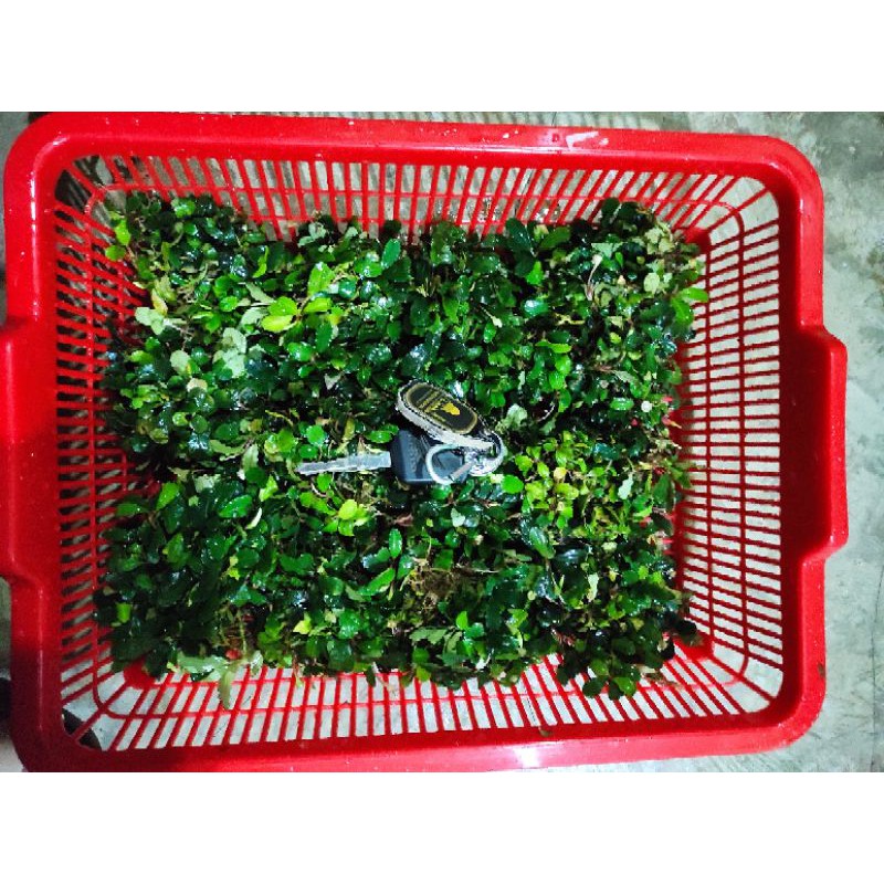 buce mini phantom tanaman aquascape